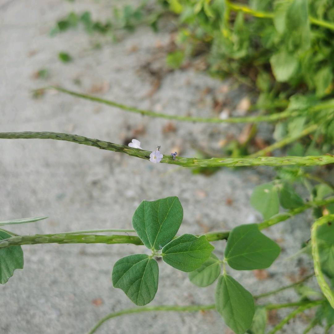 假鞭草
