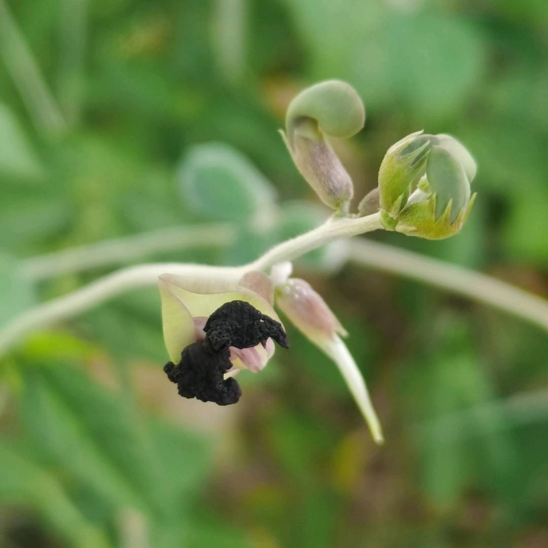 紫花大翼豆