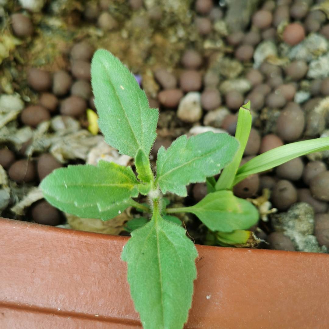 羽芒菊