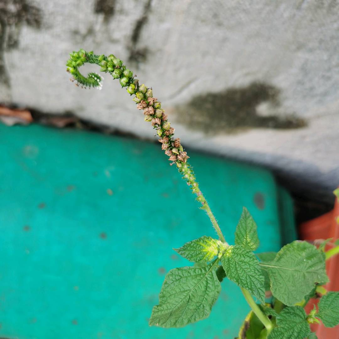 假鞭草