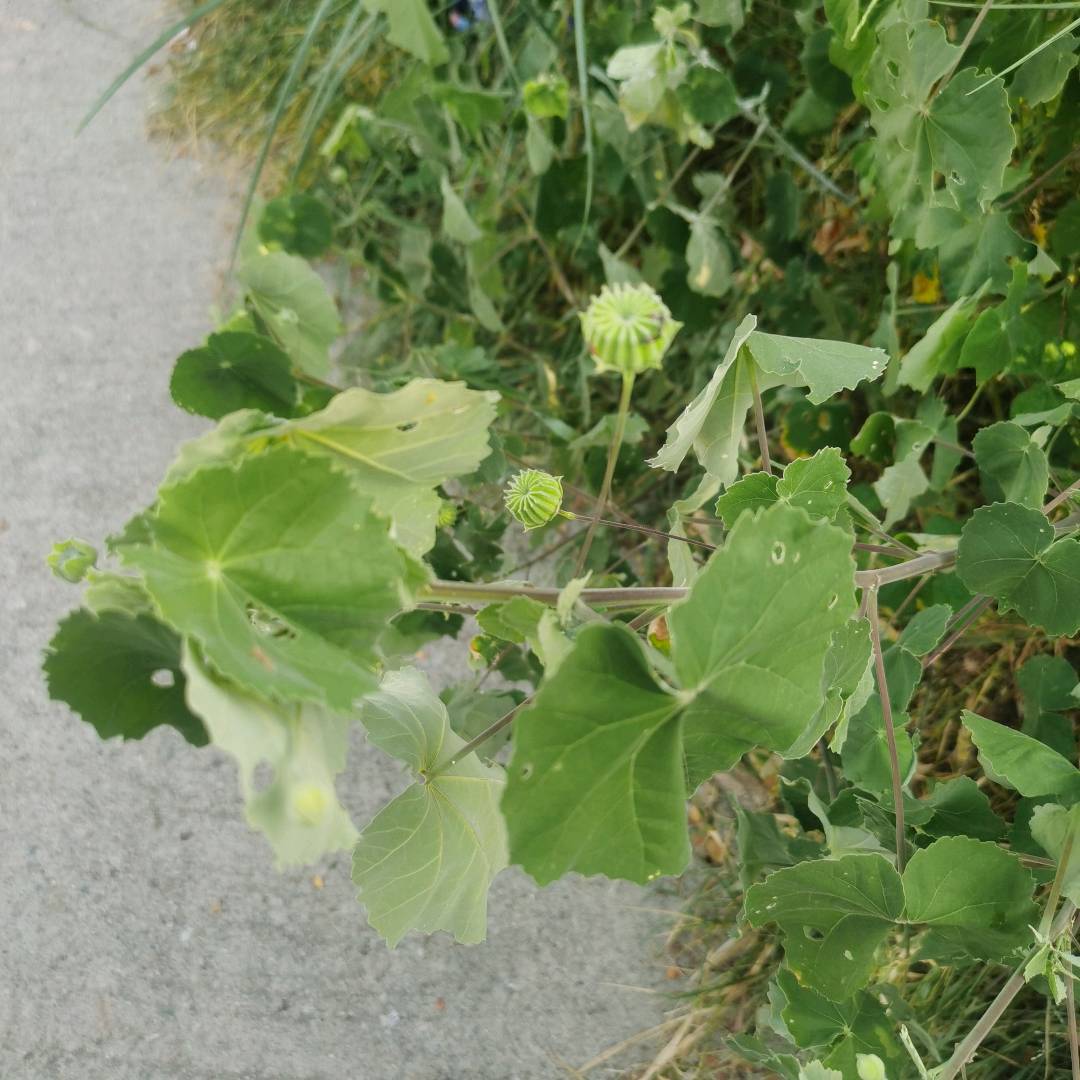 苘麻1