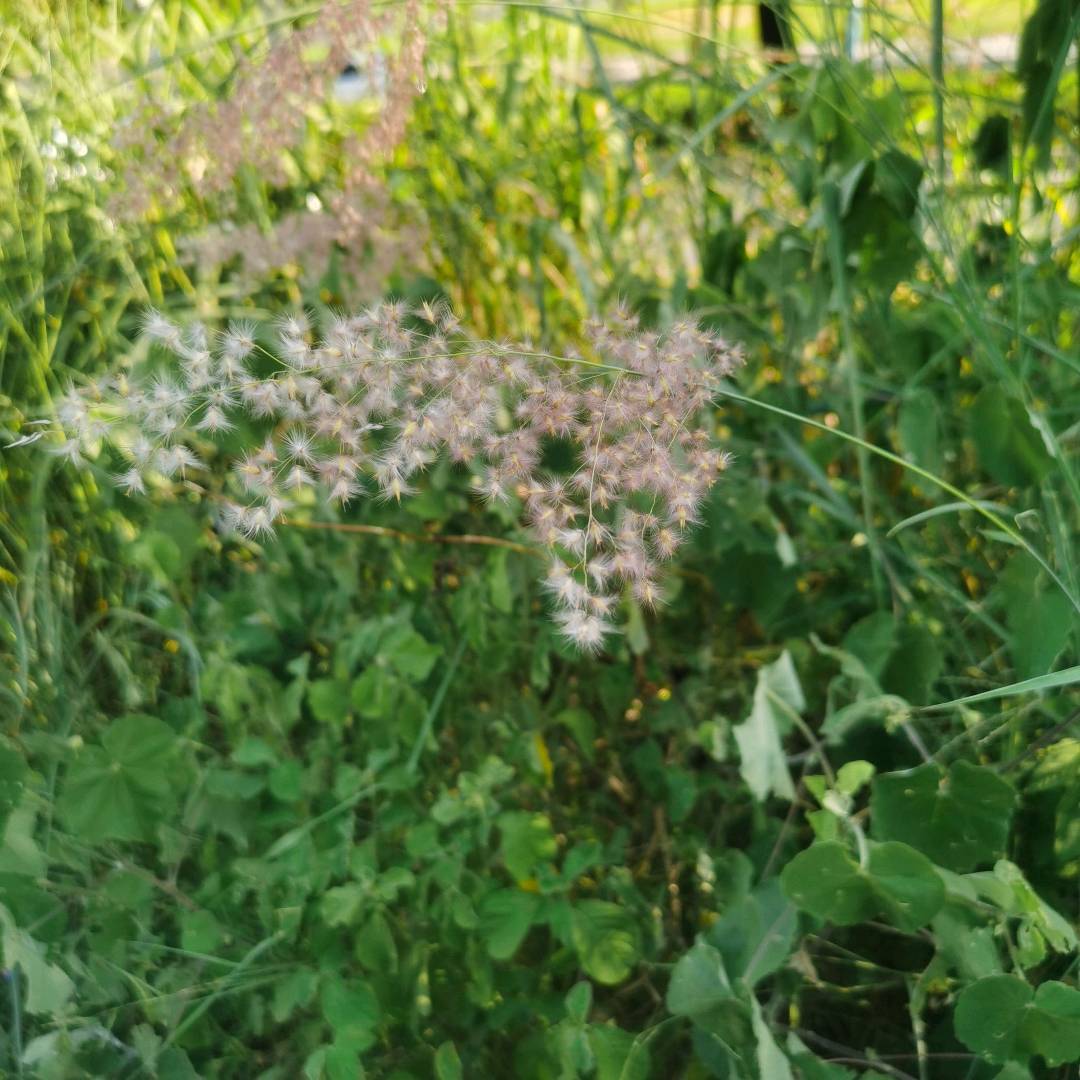 红毛草