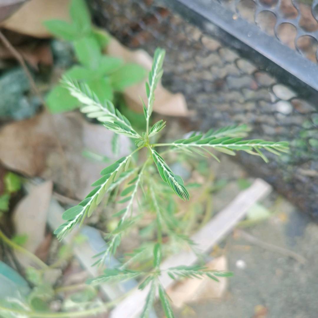 叶下珠