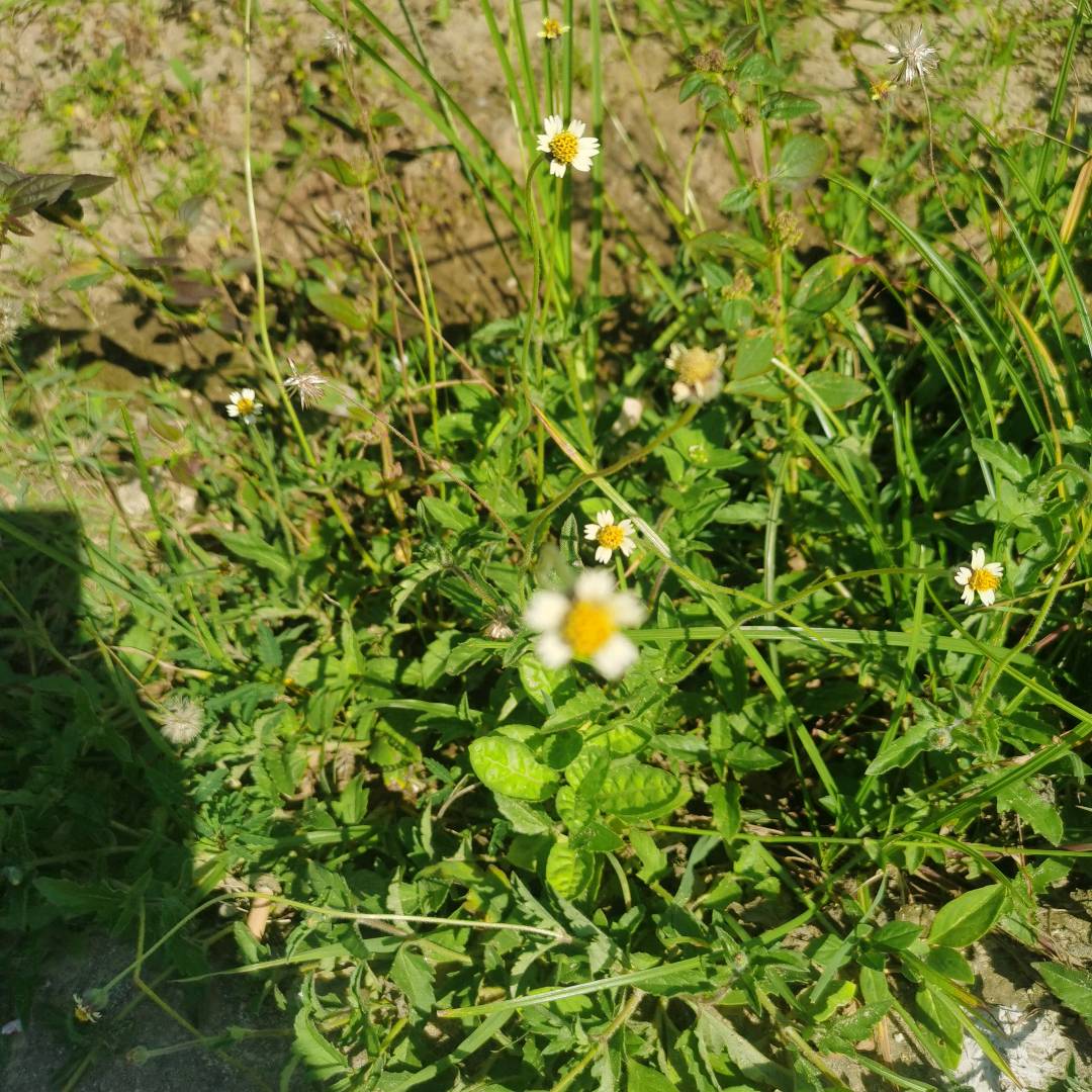 羽芒菊