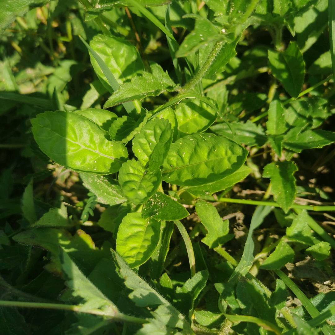 假鞭草