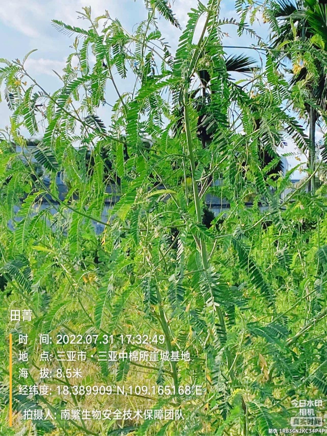 田菁