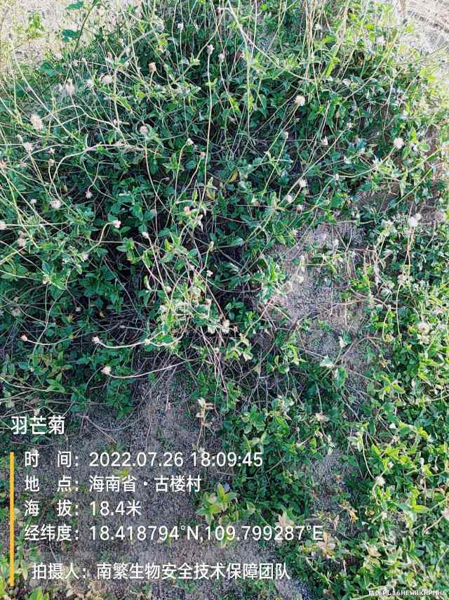 羽芒菊