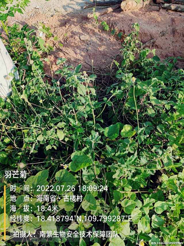 羽芒菊