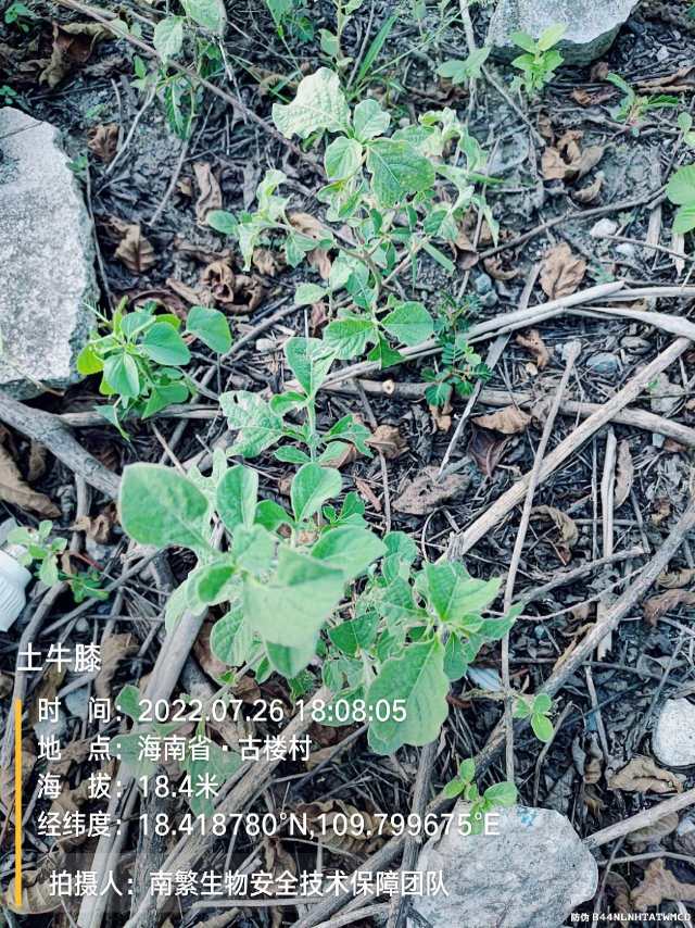 土牛膝