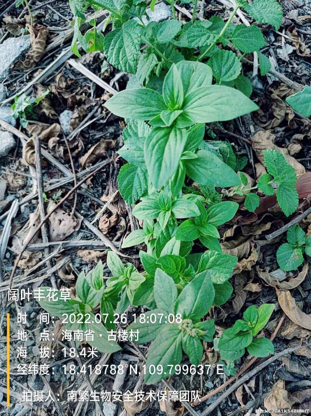 阔叶丰花草