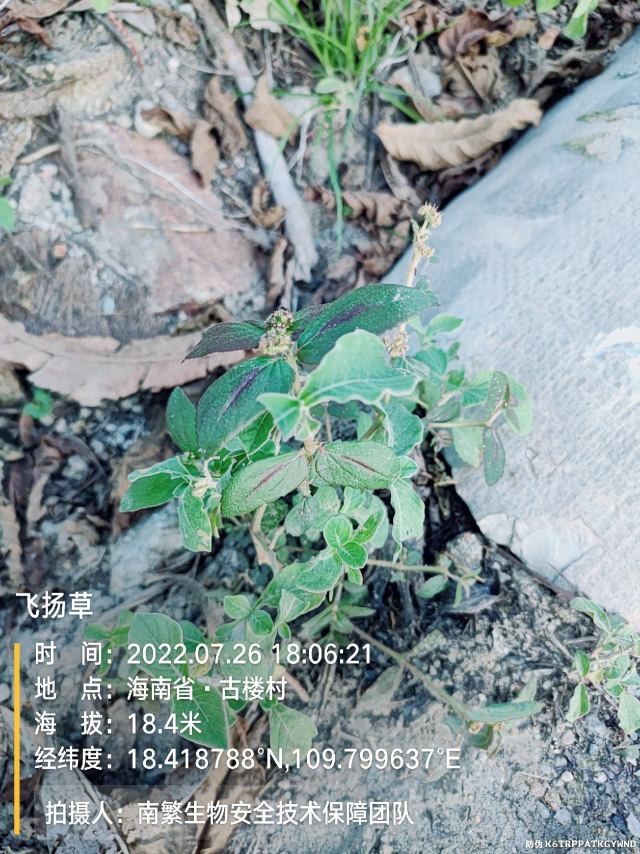 飞扬草