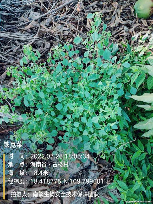 铁苋菜