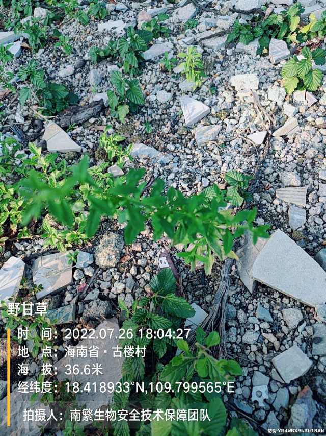 野甘草
