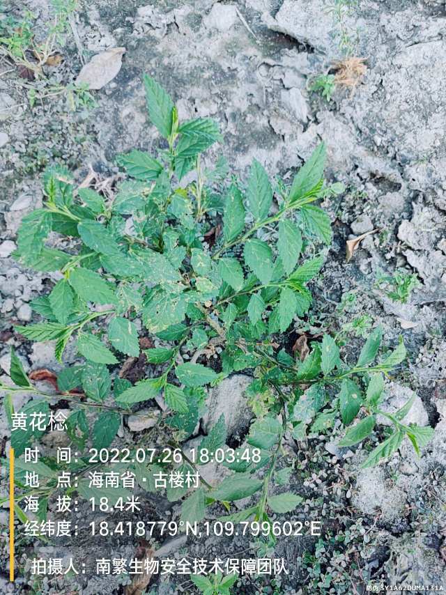 黄花棯
