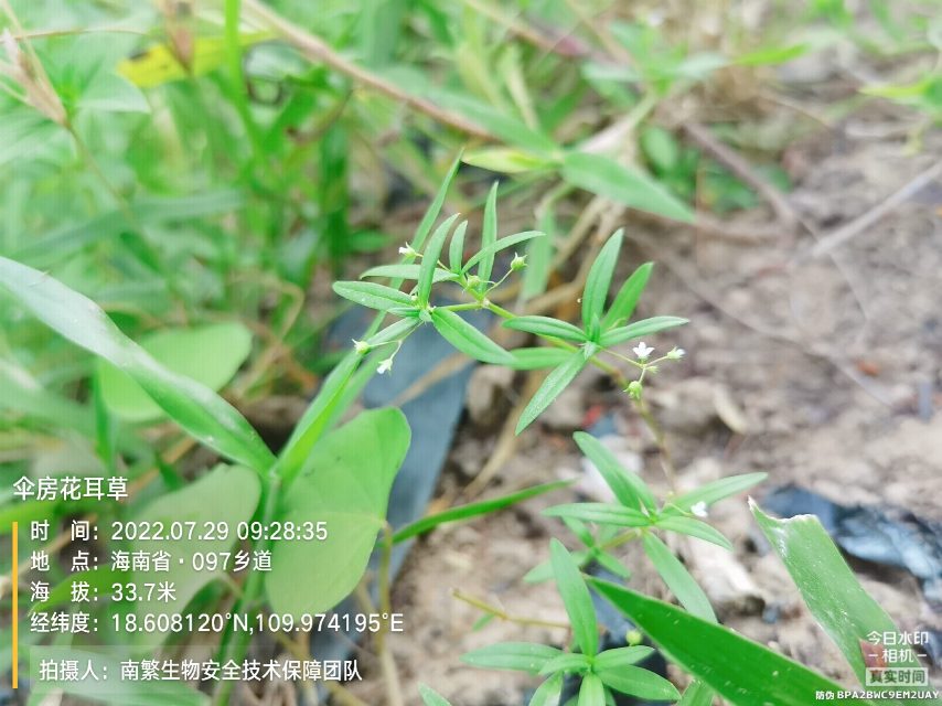 伞房花耳草