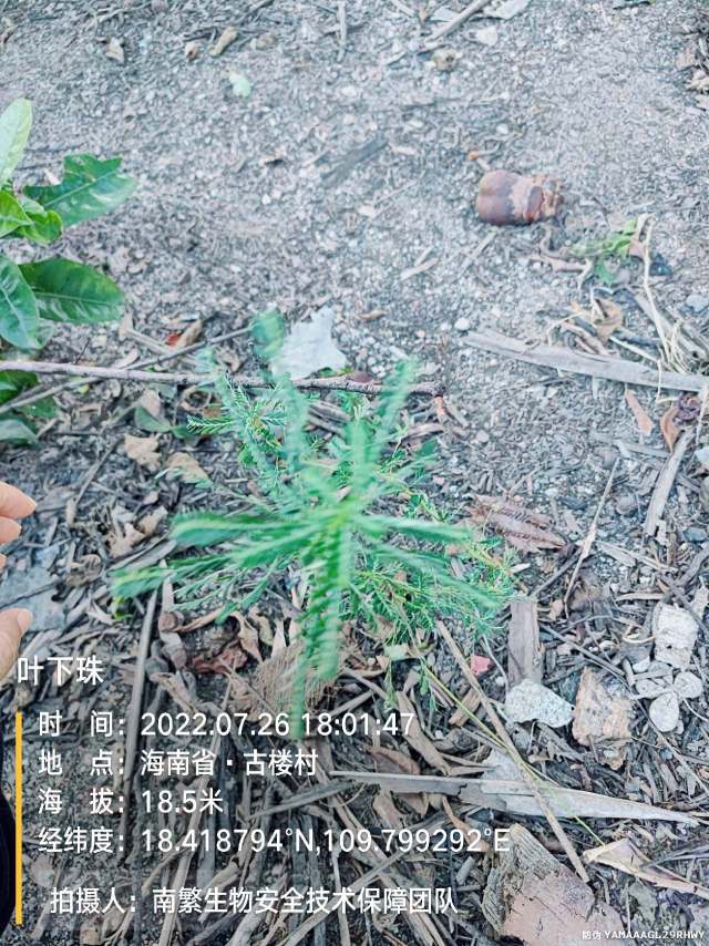 叶下珠