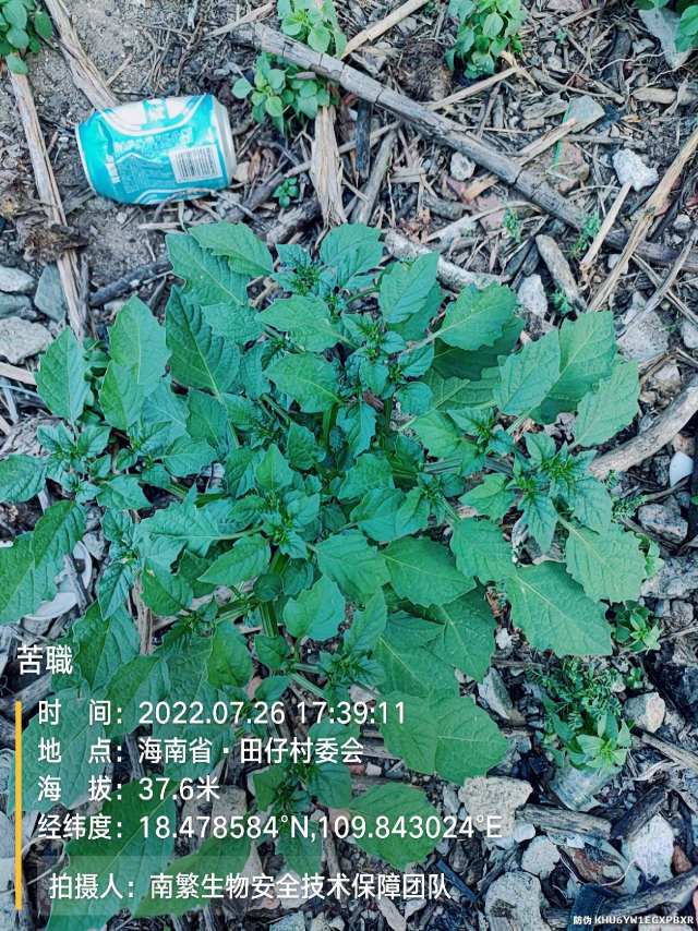 苦職