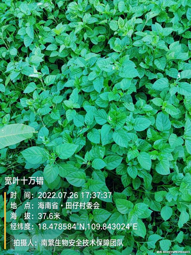 宽叶十万错