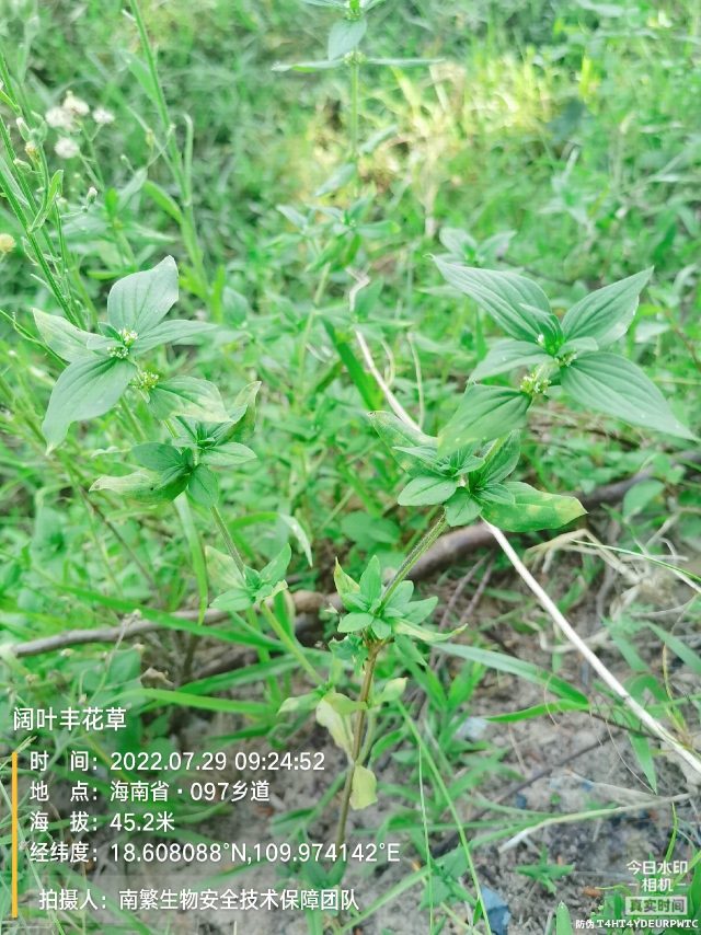 阔叶丰花草