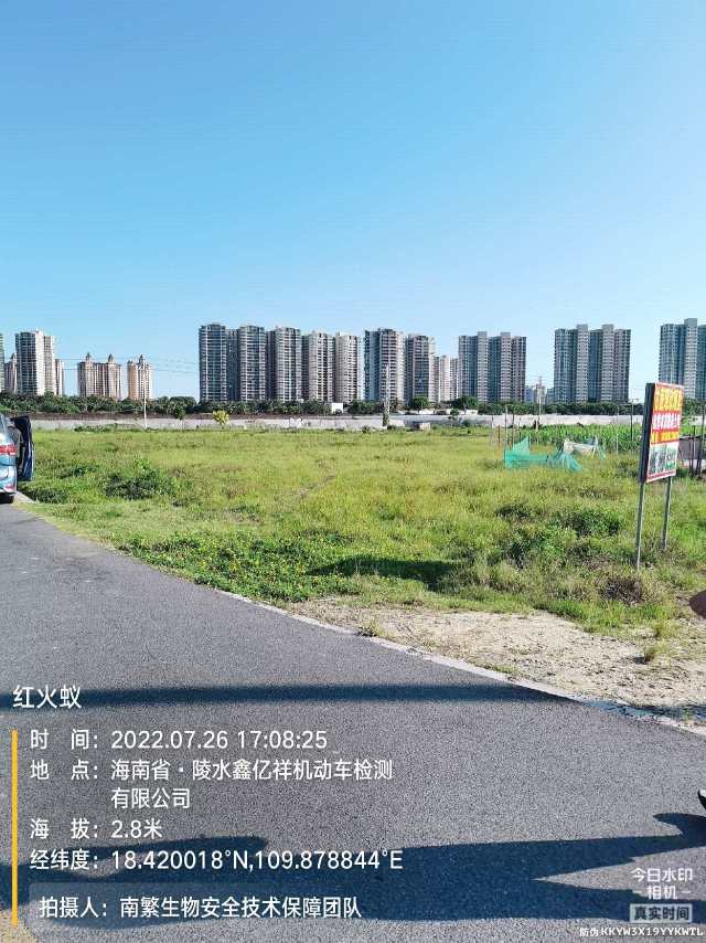 红火蚁