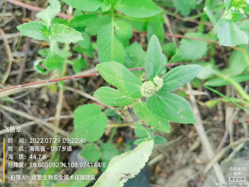 飞扬草
