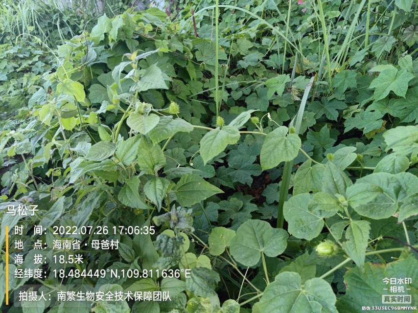 马松子