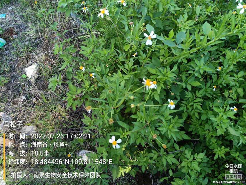 马松子