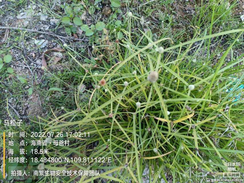 马松子