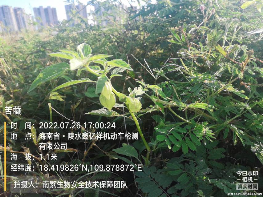 苦蘵