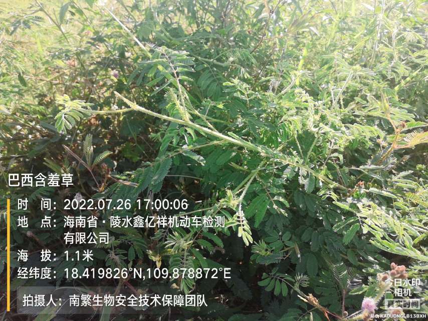 巴西含羞草