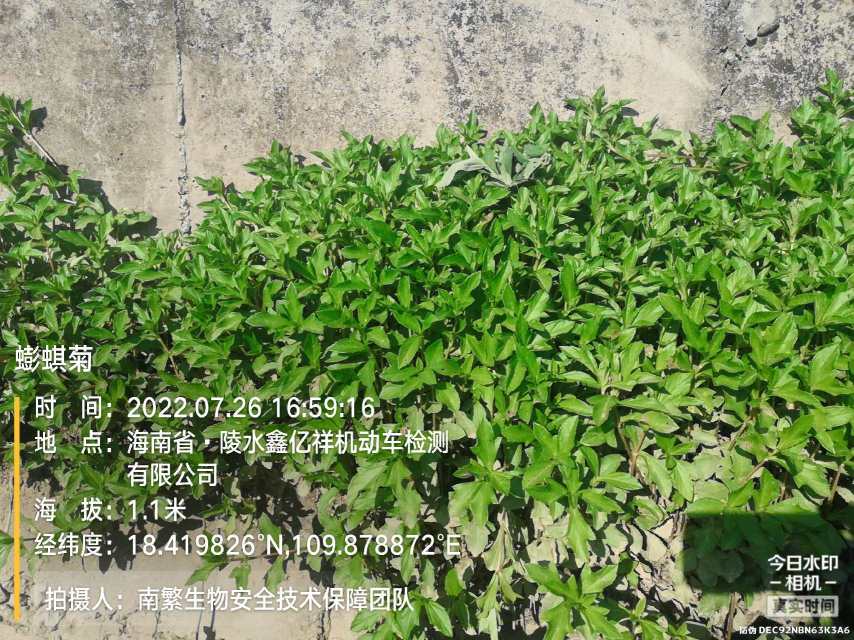 蟛蜞菊