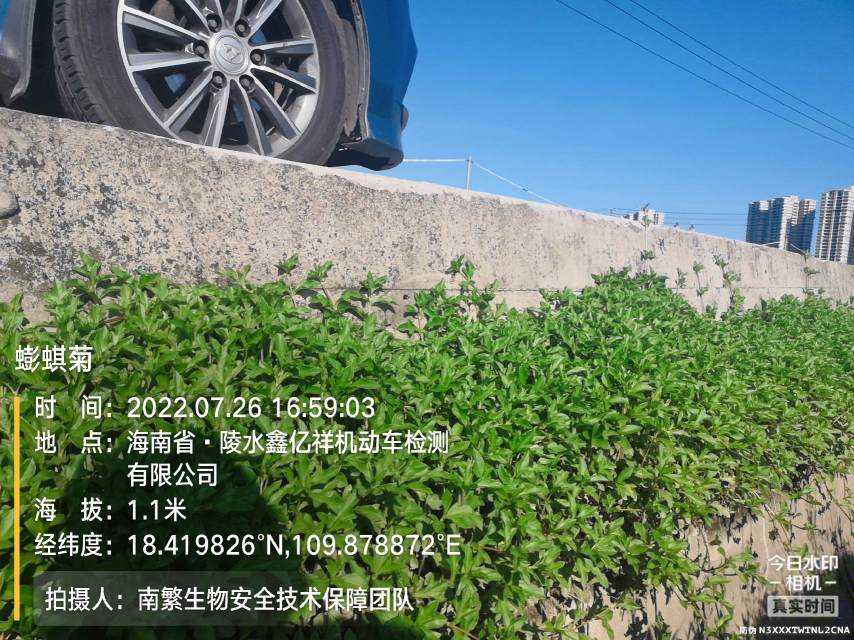 蟛蜞菊