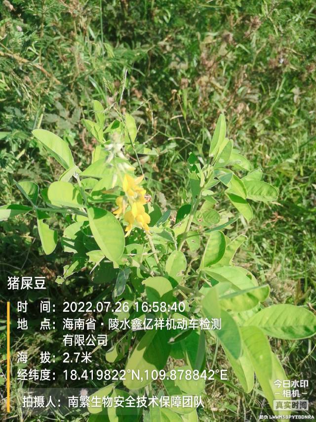 猪屎豆