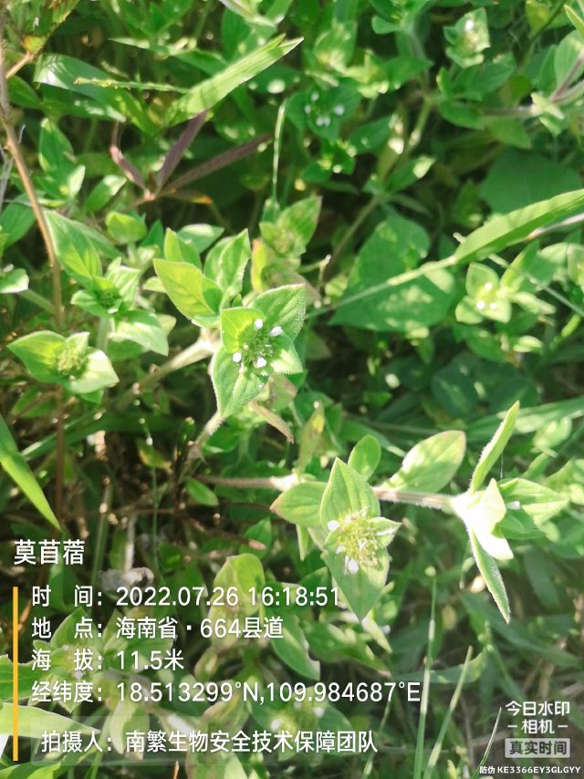 莫苜蓿