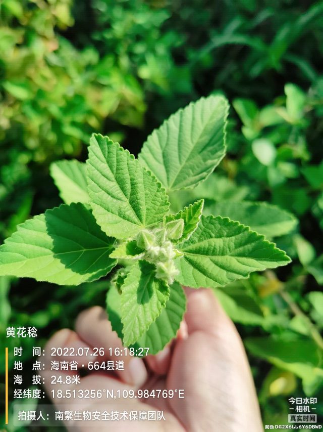 黄花稔