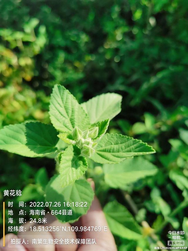 黄花稔