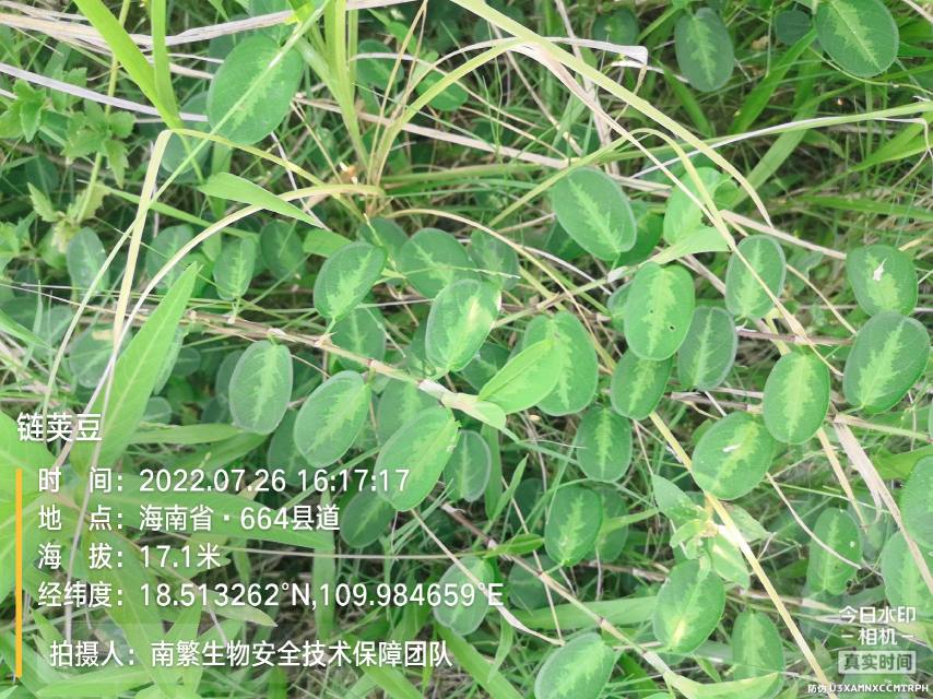 链荚豆