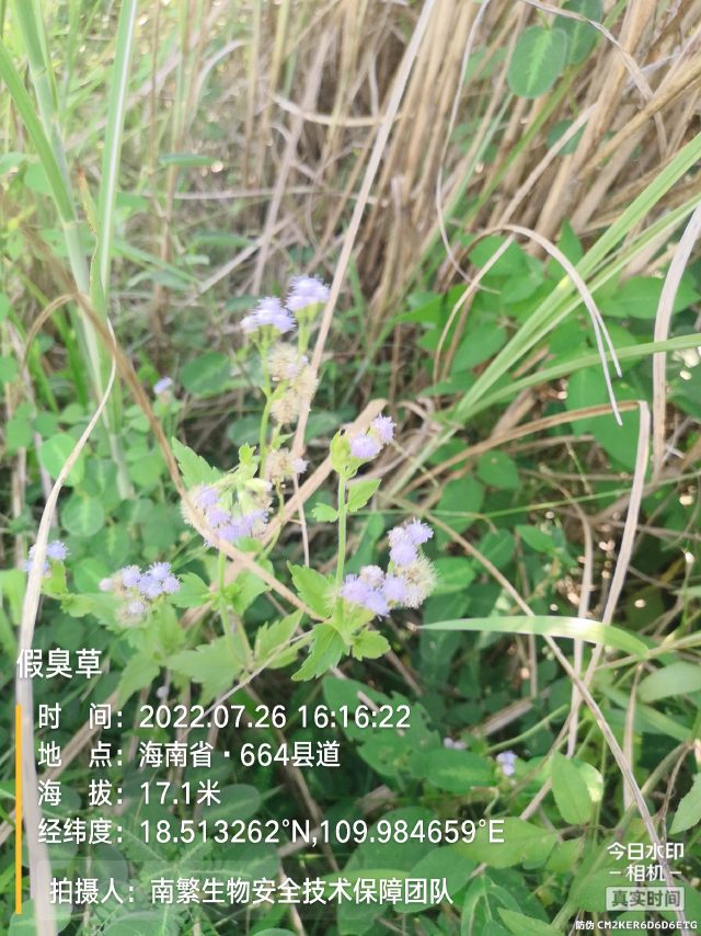 假臭草