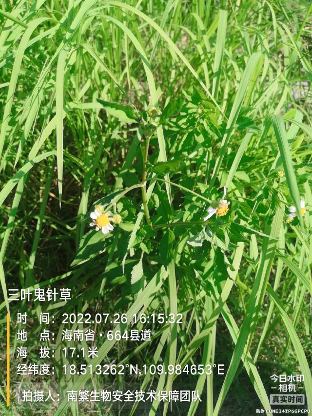 三叶鬼针草