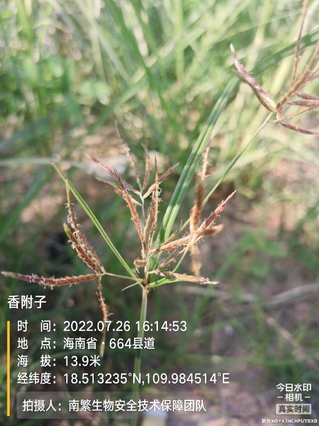 香附子