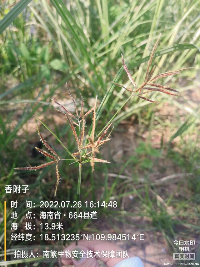 香附子