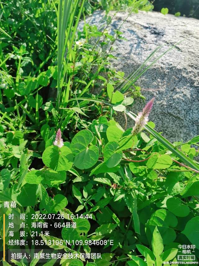 青葙