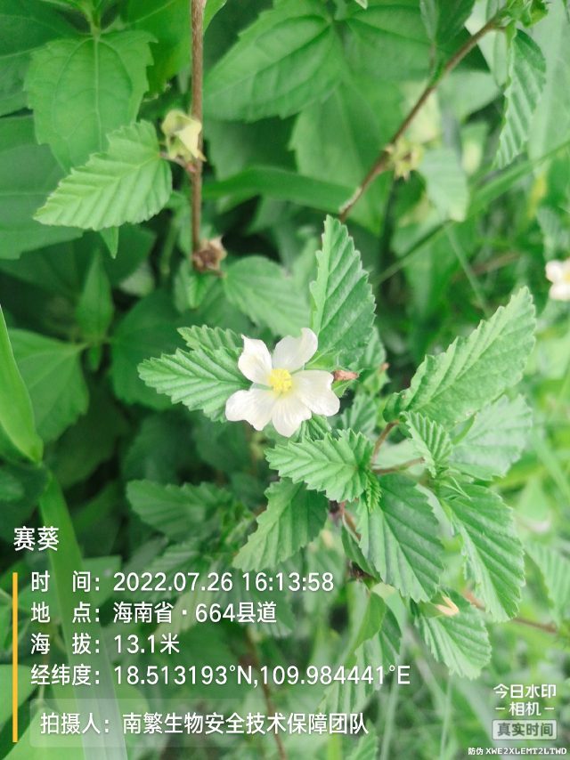赛葵