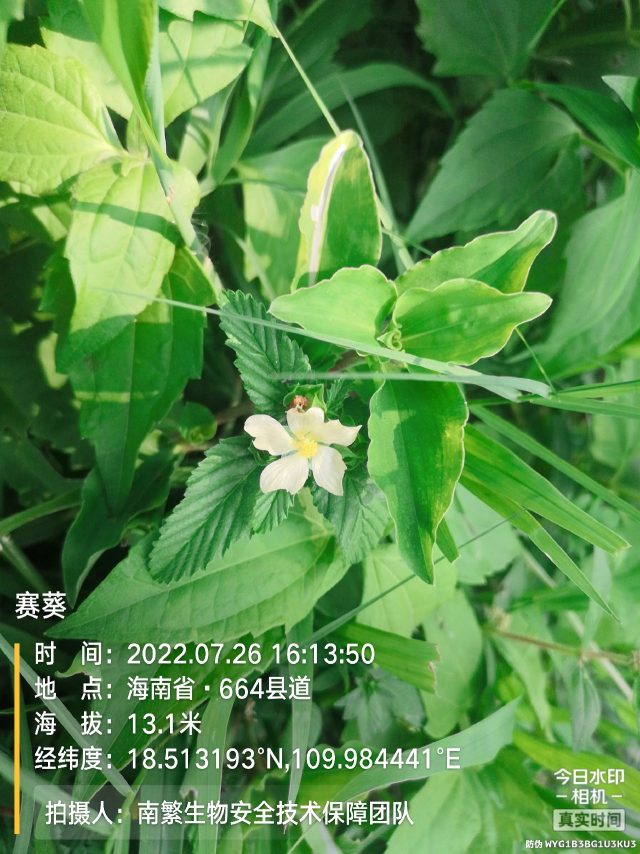 赛葵