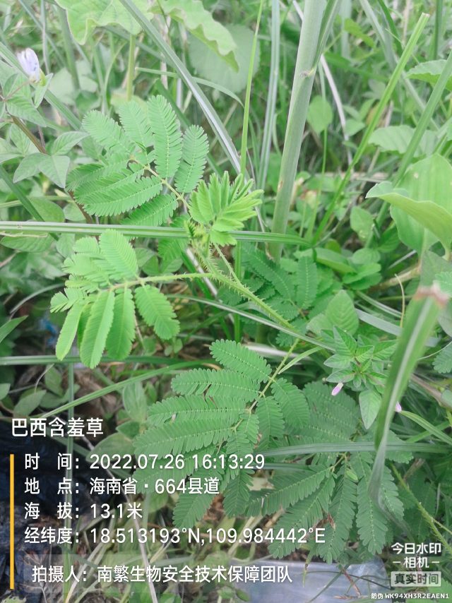 巴西含羞草