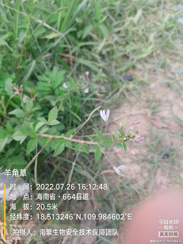羊角草