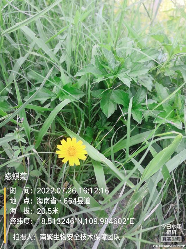蟛蜞菊