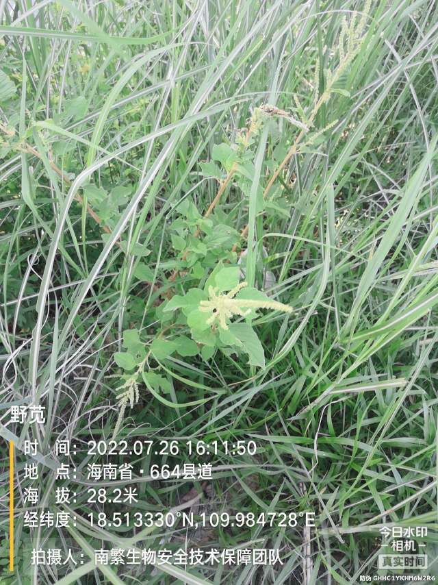 野苋
