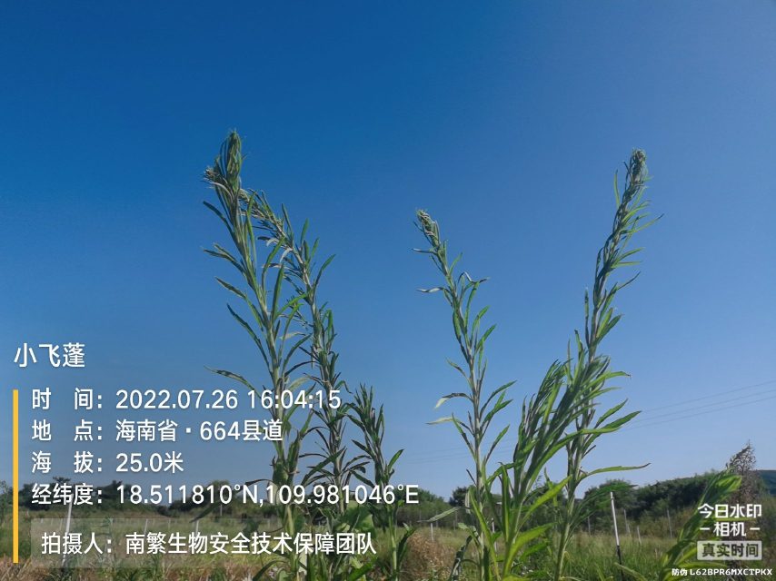 小飞蓬