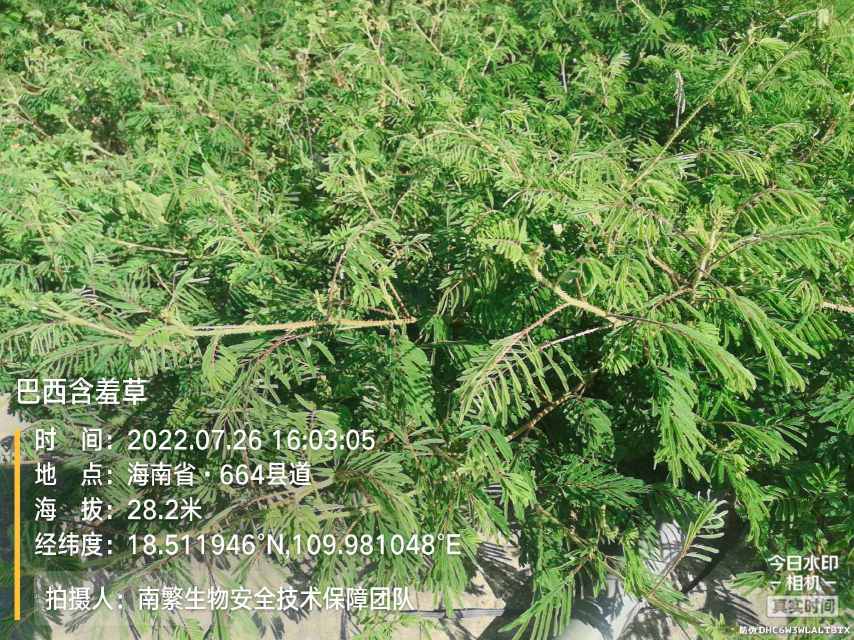 巴西含羞草